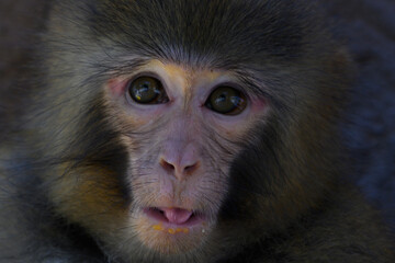 Close-up of the face of a macaque primate