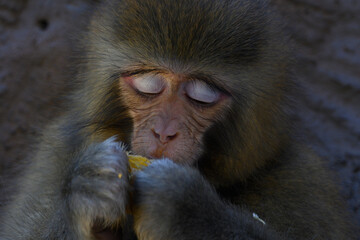 A macaque eating an orange