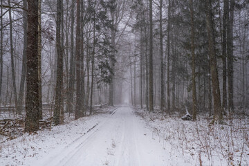 Path in Bialowieza Forest in Poland