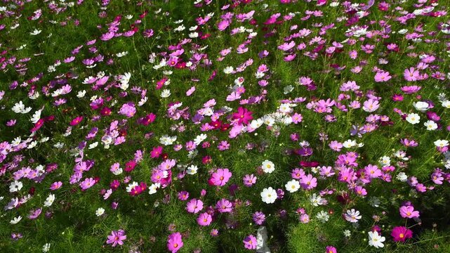 A lush field bursting with vibrant cosmos flowers in shades of pink and purple, each bloom featuring a bright yellow center. The flowers sway gently among green stems and leaves. Lop Buri. Thailand