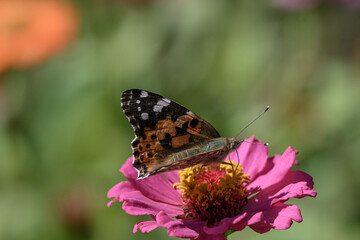 Butterflies collect pollen from flowers