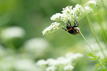 bumblebee