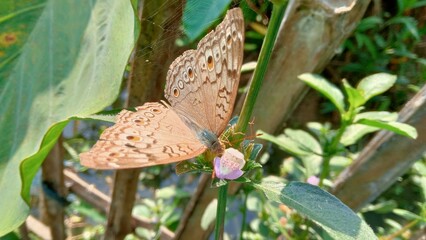 Delicate brown butterfly with prominent eyespots rests gently upon a small purple wildflower in bright sunlight © Milon