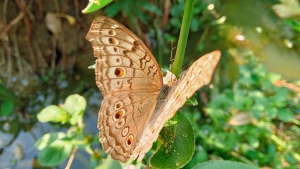Close up of a brown common buckeye butterfly resting on a vibrant green plant stem outdoors © Milon