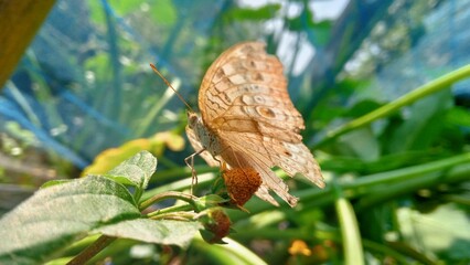 Fototapeta premium Delicate brown butterfly with tattered wings rests upon a small flower bud in lush green foliage