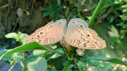 Close up of a beautiful brown butterfly with prominent eyespots resting on a green plant outdoors © Milon