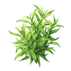 Isometric watercolor graphic of Tarragon, neatly isolated on white background.