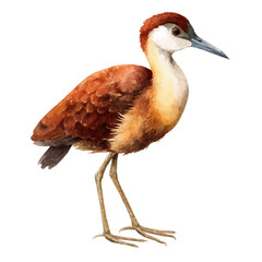 Artistic isometric watercolor image of Jacana, isolated on a white surface.