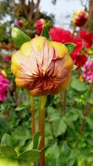 Delicate yellow and pink dahlia flower bud poised to bloom surrounded by lush garden greenery