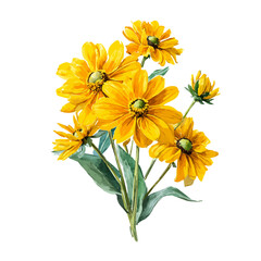 A watercolor isometric illustration of Rudbeckia Bouquet, cleanly isolated on white background.