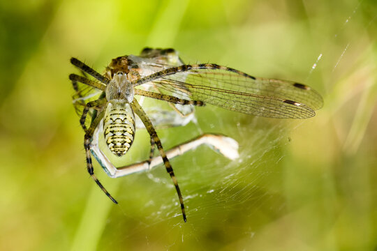 Araign&eacute;e argiope frelon ou &eacute;peire fasci&eacute;e, s&rsquo;appr&ecirc;tant &agrave; manger sa proie une libellule, leste barbare, emmaillot&eacute;e dans sa toile.