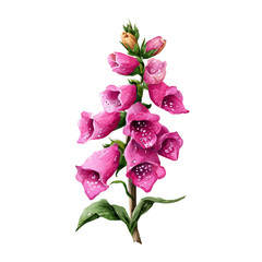 Watercolor isometric vector-style illustration of Foxglove Bouquet, isolated on white background. © John