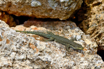 Moroccan rock lizard // lagartija de marruecos // Brilleneidechse (Scelarcis perspicillata perspicillata) - Menorca, Balearic Islands, Spain