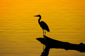 Heron bird standing on the tree trunk by the peaceful lake in golden sunset, water bird, peaceful background