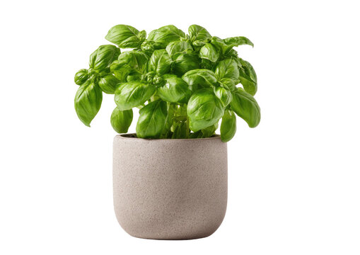 Healthy basil plant in a neutral-colored ceramic pot against a solid black background