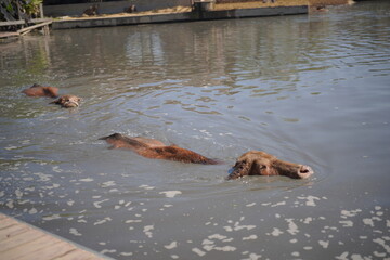 Obraz premium Up close with nature! 🐃 Feed the gentle water buffaloes relaxing in the pond, all set against the beautiful backdrop of traditional Thai wooden architecture.