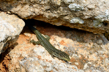 Moroccan rock lizard // lagartija de marruecos // Brilleneidechse (Scelarcis perspicillata perspicillata) - Menorca, Balearic Islands, Spain