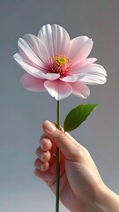 Hand holding a pale pink flower with a yellow center, against a light gray background, simple elegant feel