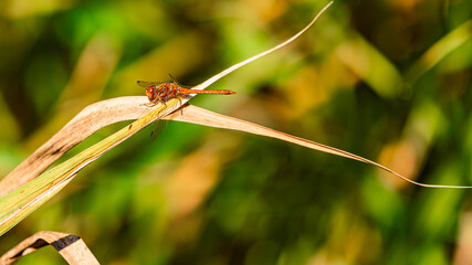 Sympetrum vulgatum, vagrant darter dragonfly on a sunny summer day