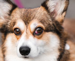 Close-Up Portrait of a Corgi Dog with a Prolapsed Third Eyelid (Cherry Eye)