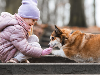 Little Girl Training Her Corgi Dog to Give Paw in the Park