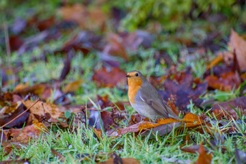 European robin standing on autumn grass