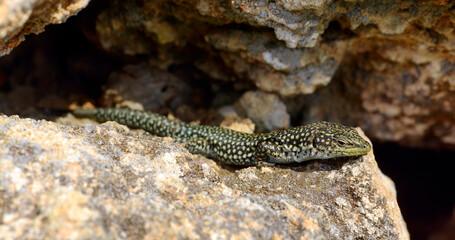 männliche Brilleneidechse // male Menorca Wall Lizard, Moroccan rock lizard (Scelarcis perspicillata perspicillata) - Menorca, Balearen, Spanien