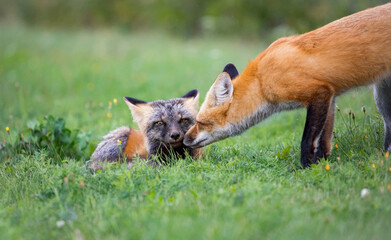 Red foxes