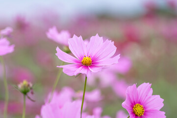 Fototapeta premium 秋のコスモス畑の可憐なピンクのコスモス