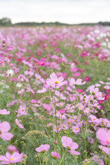 Obraz premium 秋のコスモス畑の可憐なピンクのコスモス