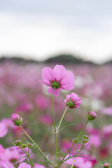 秋のコスモス畑の可憐なピンクのコスモス
