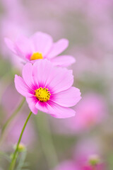 Obraz premium 秋のコスモス畑の可憐なピンクのコスモス