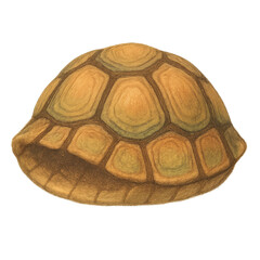Fototapeta premium Pencil-style illustration of a turtle shell with warm brown and yellow tones, detailed segments and soft texture. Ideal for children’s books, games and educational materials