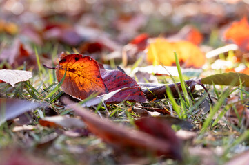 草の上に横たわる晩秋の落ち葉