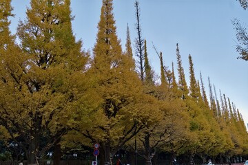 東京, 明治神宮外苑のいちょう並木