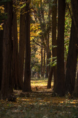 Fototapeta premium 木漏れ日が差す晩秋の森