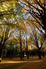 東京, 上野恩賜公園のいちょう並木

