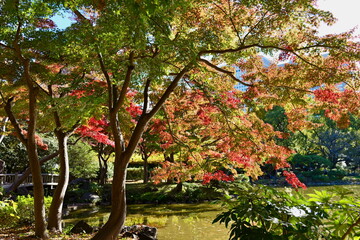 東京, 日比谷公園の紅葉
