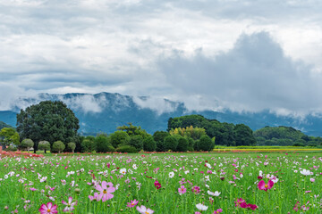 雲のかかった山々を背景に広がる日本のコスモス畑