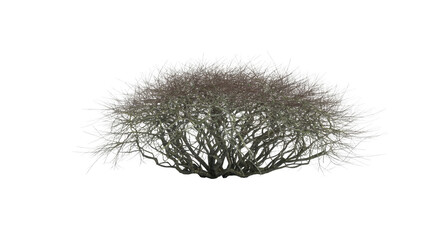 Fototapeta premium Frosty tree branch isolated on a transparent background frozen winter