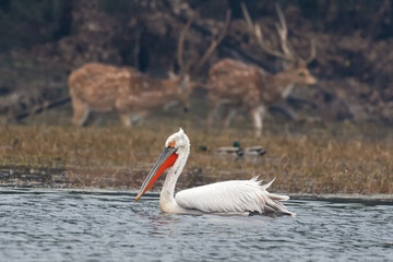 A beautiful close-up of a breeding adult Dalmatian pelican (Pelecanus crispus), at Keoladeo National Park, Bharatpur, Rajasthan, India