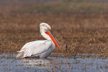 A beautiful close-up of a breeding adult Dalmatian pelican (Pelecanus crispus), at Keoladeo National Park, Bharatpur, Rajasthan, India