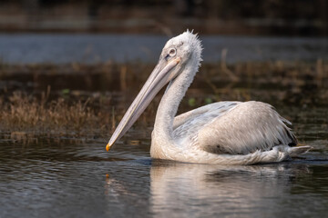 A beautiful close-up of a Dalmatian pelican (Pelecanus crispus), at Keoladeo National Park, Bharatpur, Rajasthan, India