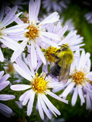 bumble bee in flowers