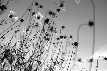 Wide angle view of wildflowers in spring season landscape