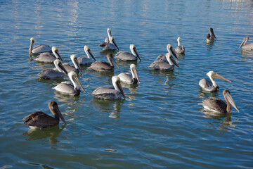 Group Of Pelicans On Calm Blue Water, Sunlit Lake Scene For Wildlife Photography in Gulfport, FL. Floats peacefully on blue, sunlit water. The mix of white-headed and brown pelicans creates a tranquil
