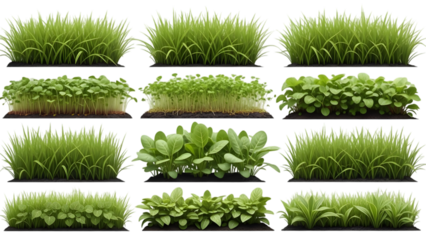 Grass isolated on transparent background