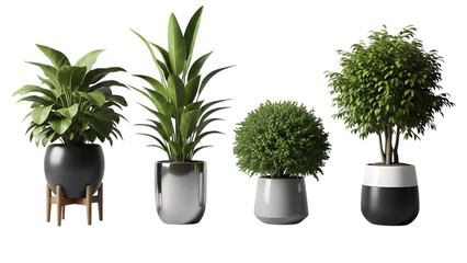 Potted plant in a vase isolated