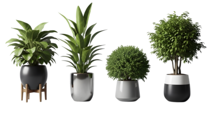 Potted plant in a vase isolated