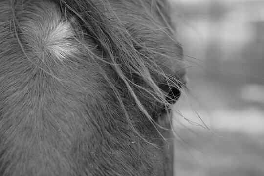 Forelock mane hair with gentle movement on horse face closeup in black and white.